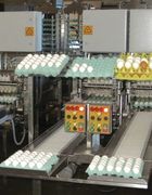 Clasificadora de huevos 90 cajas automática
